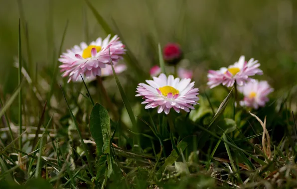 Grass, flowers, bokeh, Daisy