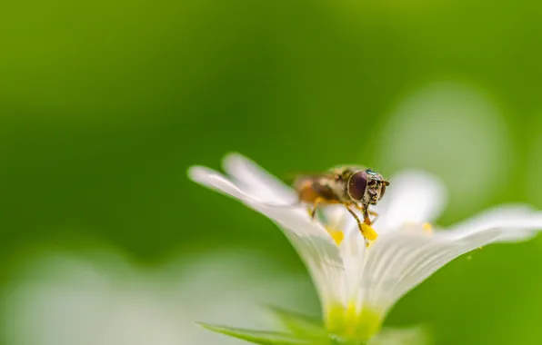 Flowers, plant, petals, insect, drone