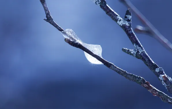 Ice, winter, branch, ice