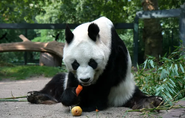 Carrot, bear, Panda, pear, sitting, eating