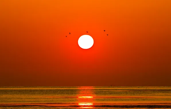 Picture sea, the sun, sunset, birds