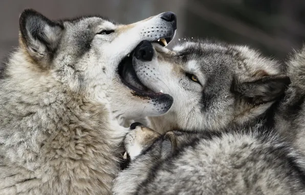 Nature, background, wolf