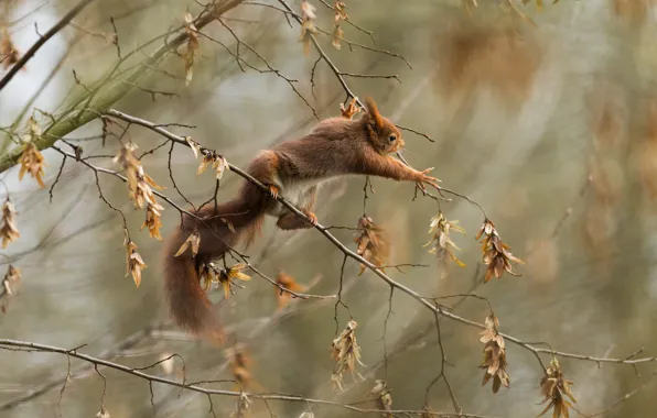 Picture autumn, leaves, branches, pose, legs, protein