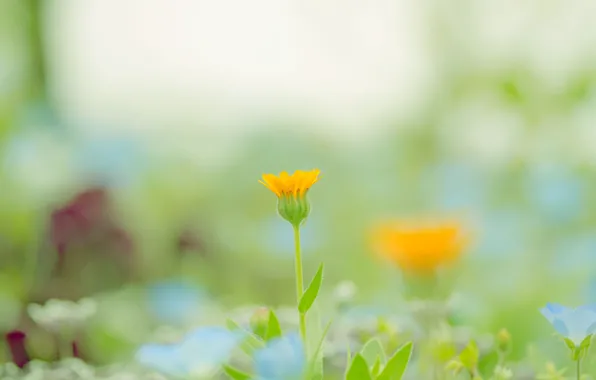 Picture greens, flower, color, macro, orange, nature, background, paint, glade, plant, spring, blur