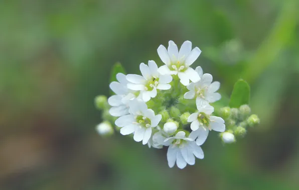 White, flower, blooming