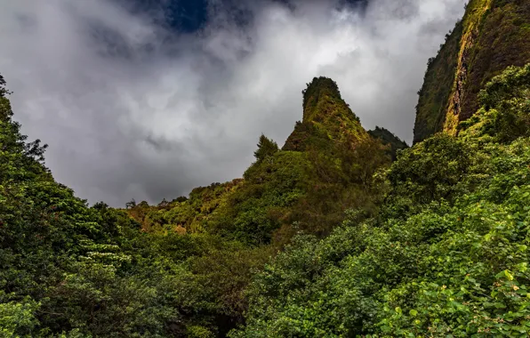 Greens, summer, the sky, clouds, trees, mountains, thickets, hills
