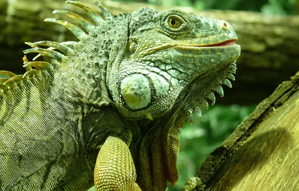 Unusual, iguana, exotic