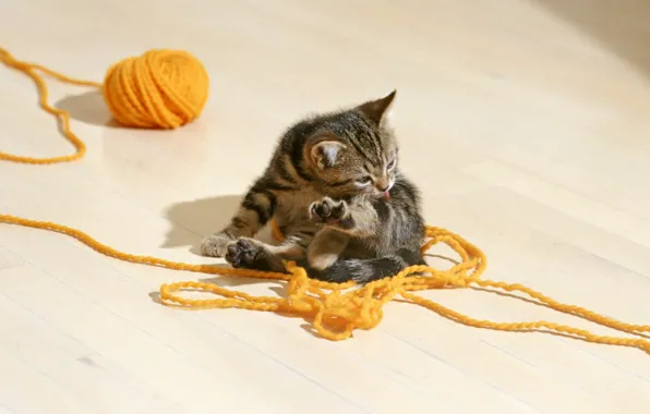 Kitty, striped, tangle.thread