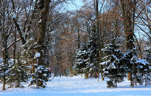 Winter, nature trees, winter day, winter snow, landscape winter, winter sunny day, winter park