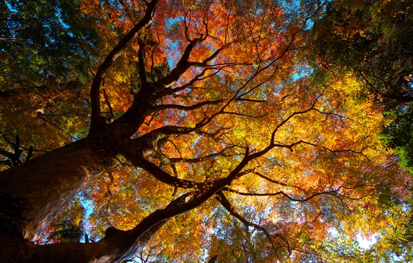 Autumn, trees, nature, foliage, crown