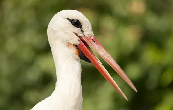 Picture nature, bird, stork