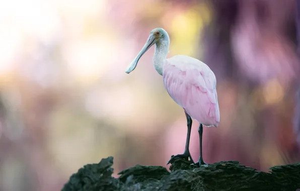 Picture background, bird, pink, bokeh, roseate spoonbill