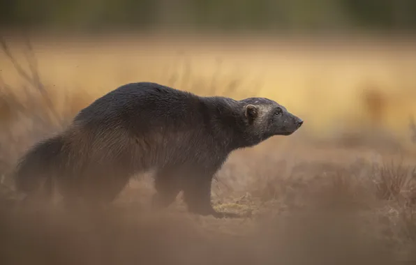 Grass, nature, fog, glade, haze, walk, bokeh, Wolverine