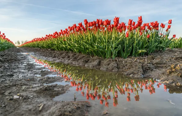 Picture flowers, spring, tulips