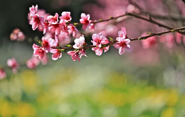 Picture flowers, branches, background, spring, blur, Sakura