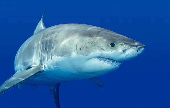 White, fish, predator, shark