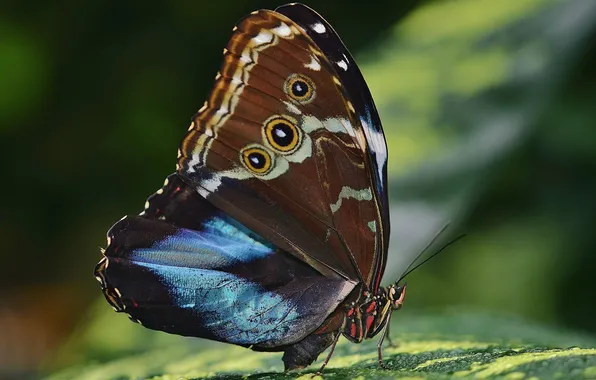 Microsemi, butterfly, wings, insect, beautiful, closeup