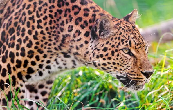 Grass, leopard, profile, is, watching, carefully