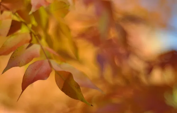 Picture autumn, leaves, macro, yellow, blur, orange, maple