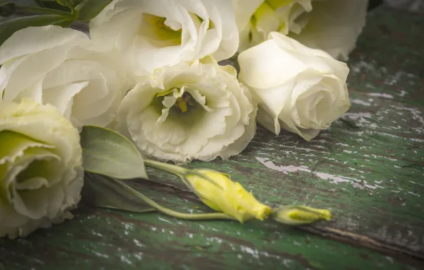 Picture flowers, white, buds, eustoma