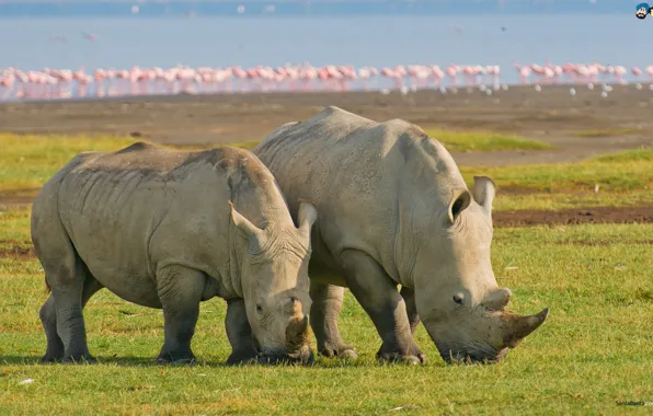 Indian, Rhino, Great