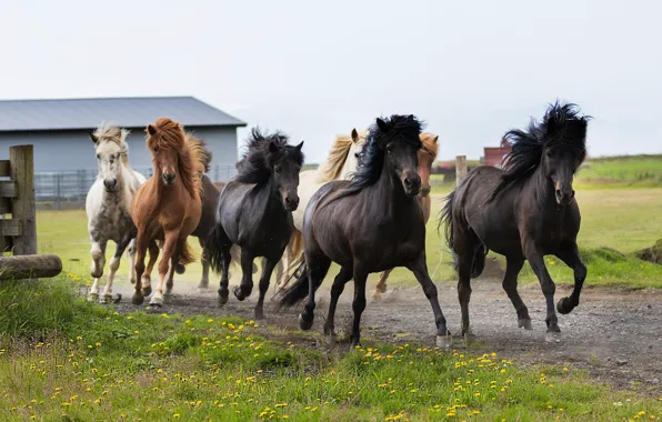 Road, field, the sky, grass, horses, horse, running, dandelions