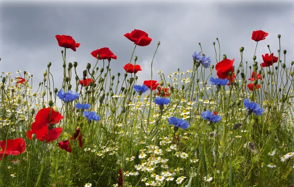 Picture field, summer, flowers, Maki, chamomile, cornflowers