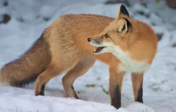 Winter, snow, pose, mouth, Fox, profile, red