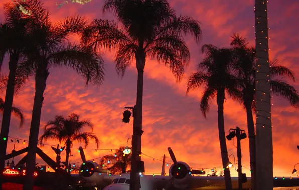 Sunset, The sky, Miami, The plane, Palm trees, Sky, Miami, Sunset