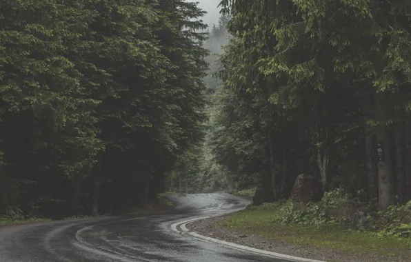 Road, forest, trees, nature