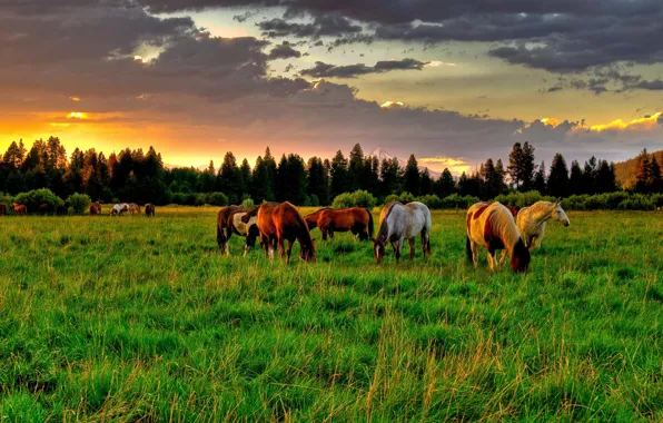 Brown horses, meadow, sunset 640x1136 iPhone 5/5S/5C/SE wallpaper,  background, picture, image