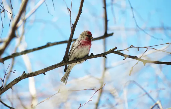 Picture winter, forest, bird