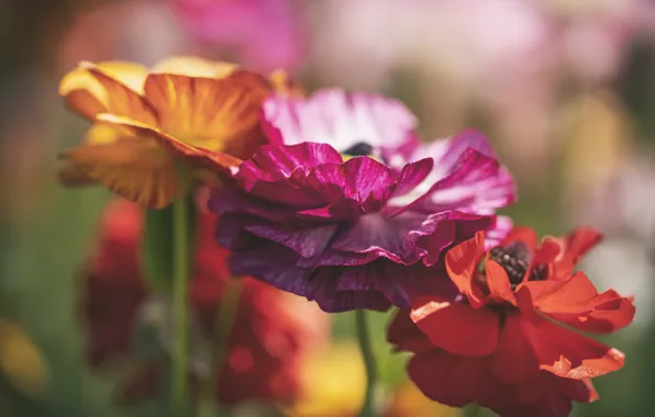 Petals, Ranunculus, Buttercup
