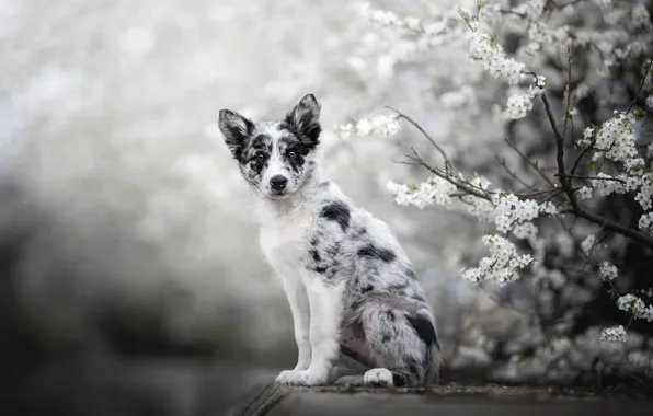 Look, flowers, branches, nature, cherry, pose, black and white, dog