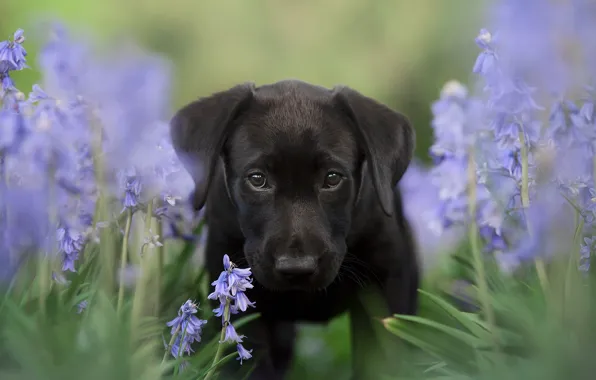Look, flowers, black, portrait, dog, spring, garden, puppy