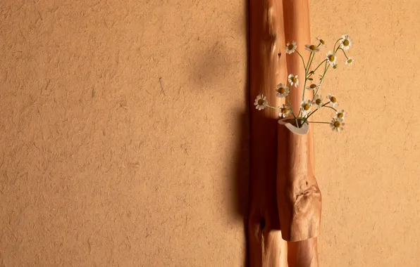 Light, trees, flowers, wall, chamomile, bouquet, plaster