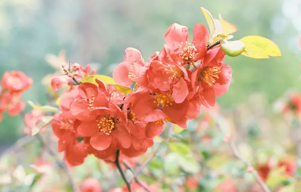 Flowers, Bokeh, Japonica, Svetlana Kholodnyak, Gentle Spring
