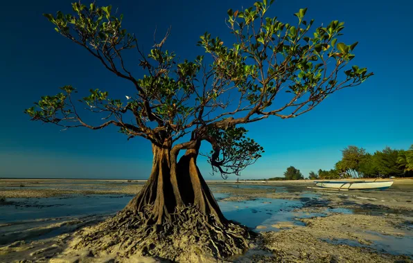 Picture trees, boat, tide, Indonesia, Walakiri Beach