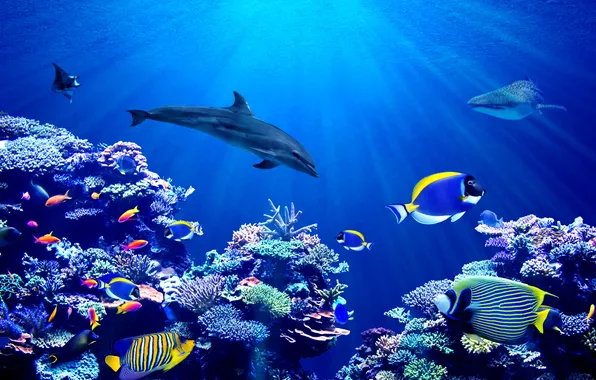 Background, animal, australia, aquarium, banner, aquatic, angelfish