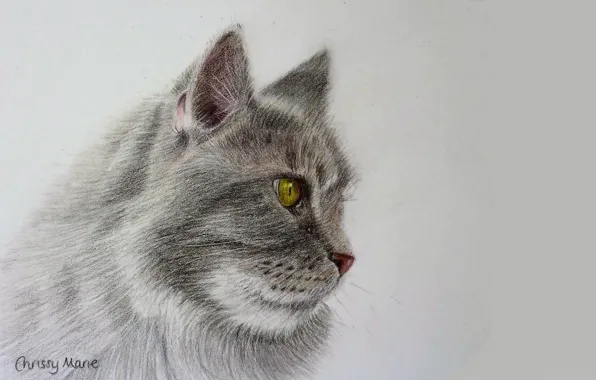 Picture Figure, Cat, Cat, Grey, Face, Art, Side