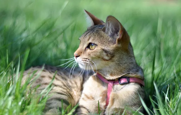 Cat, grass, background