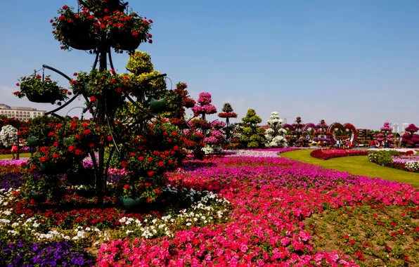 Flowers, design, Park, lawn, track, garden, Dubai, colorful