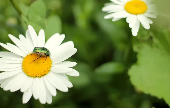 Greens, flower, beetle, spring, Daisy, shell, gold stripes