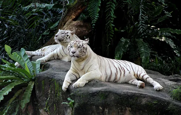 Animals, pair, tigers