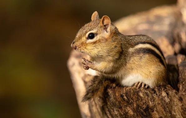 Picture background, Chipmunk, rodent