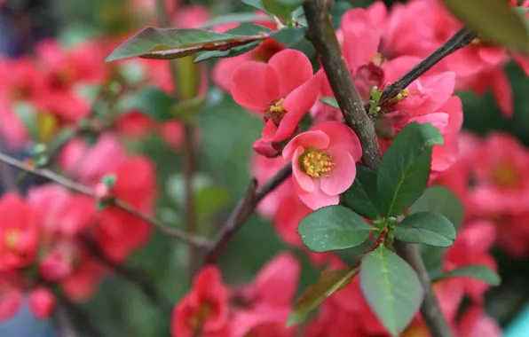 Nature, pink, Flowers, garden