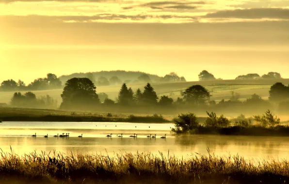 Trees, fog, lake, river, hills, bird