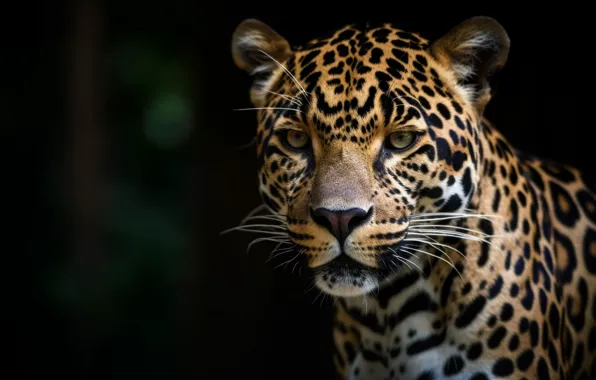 Look, face, nature, pose, portrait, Jaguar, AI art, neural network