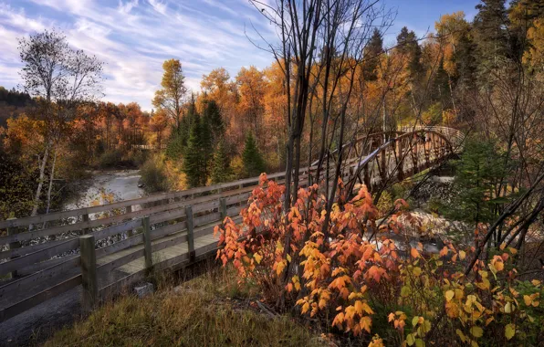 Autumn, forest, landscape, bridge, nature, river, Canada