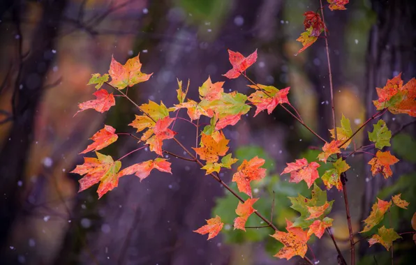 Autumn, leaves, snow, maple, tree